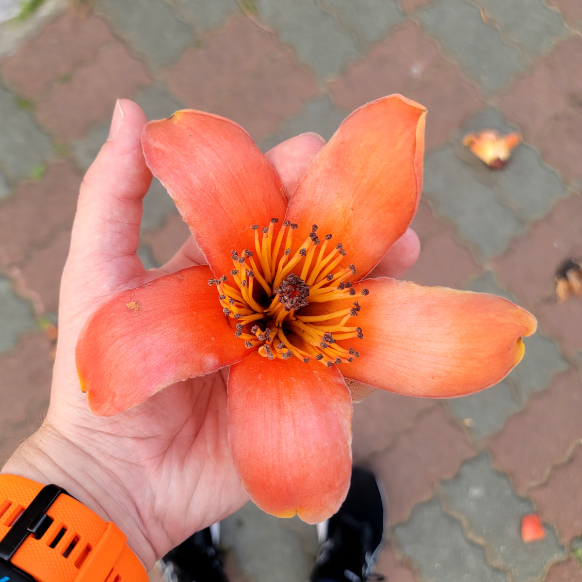 Bombax cotton tree